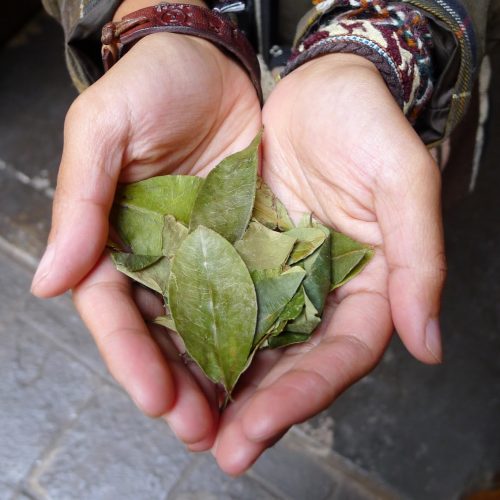 Coca Leaves for Sale 100 Natural Leaves, Tea, Powder, Capsules