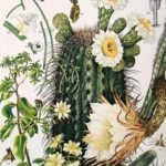 Benefits and Medicinal Uses of the San Pedro cactus - Andean Leaves